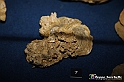 VBS_9549 - Museo Paleontologico - Asti